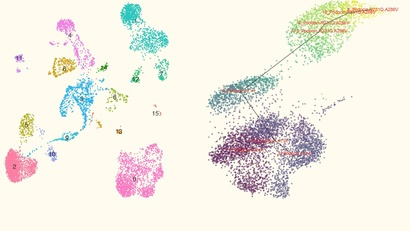 Transcriptional networks in podocytes