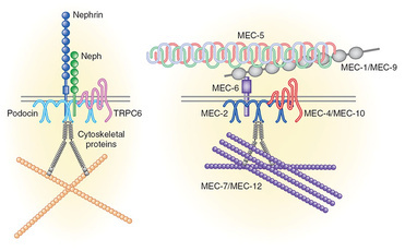Podocyte signaling and glomerular biology