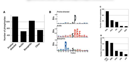 Podocyte signaling and glomerular biology