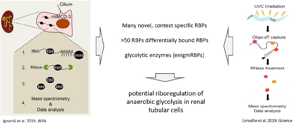ignarski_slide4.jpg