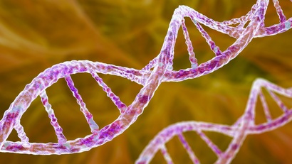 Hippo signaling and hereditary kidney diseases