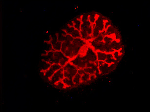 kopie-von-embryonic-kidney-day-15-5.jpg