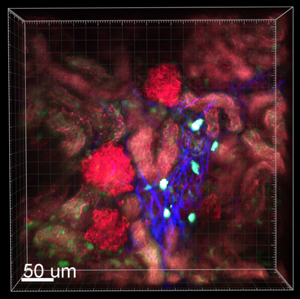 multiphoton-imaging-of-cdc1-cellsf.jpg